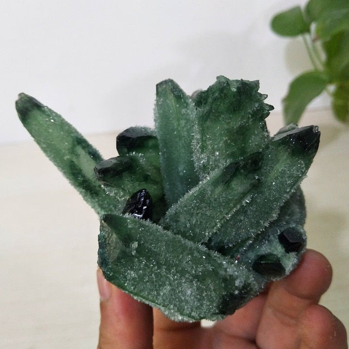 Prasiolite Clusters - Light Of Twelve