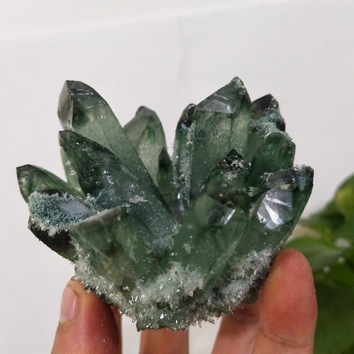 Prasiolite Clusters - Light Of Twelve