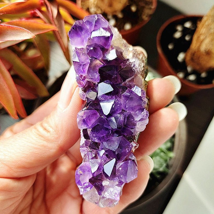 Uruguayan Amethyst Clusters - Light Of Twelve